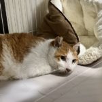 保護 - 2025年6月2日（香久山）