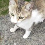 保護 - 2025年6月16日（中村区）