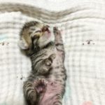 保護 - 2025年6月16日（中村区）