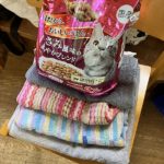 猫の譲渡会＆相談会（2025年7月19日）