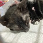 猫の譲渡会＆相談会（2025年7月19日）