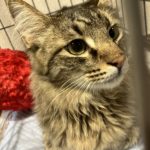 猫の譲渡会＆相談会（2025年7月19日）