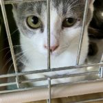 猫の譲渡会＆相談会（2025年7月19日）