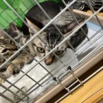 猫の譲渡会＆相談会（2025年7月19日）