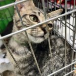 猫の譲渡会＆相談会（2025年7月19日）