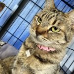 猫の譲渡会＆相談会（2025年7月19日）