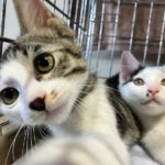 猫の譲渡会＆相談会（2025年7月19日）