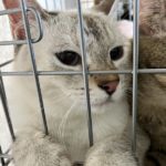 猫の譲渡会＆相談会（2025年7月19日）