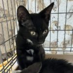 猫の譲渡会＆相談会（2025年7月19日）