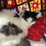 猫の譲渡会＆相談会（2025年7月19日）