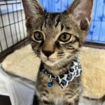 猫の譲渡会＆相談会（2025年7月19日）