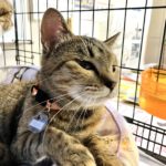 猫の譲渡会＆相談会（2025年7月19日）