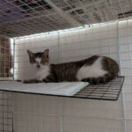 保護 - 2025年7月18日（中村区）