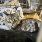 猫の譲渡会＆相談会（2025年8月16日）