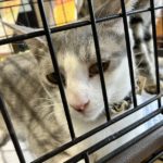 猫の譲渡会＆相談会（2025年8月16日）