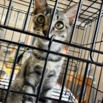 猫の譲渡会＆相談会（2025年8月16日）