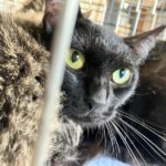 猫の譲渡会＆相談会（2025年8月16日）