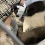 猫の譲渡会＆相談会（2025年8月16日）