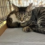 猫の譲渡会＆相談会（2025年8月16日）