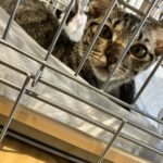 猫の譲渡会＆相談会（2025年8月16日）