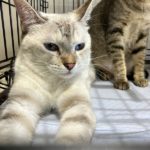 猫の譲渡会＆相談会（2025年8月16日）