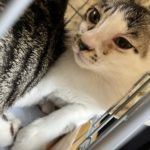 猫の譲渡会＆相談会（2025年8月16日）