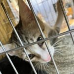 猫の譲渡会＆相談会（2025年8月16日）