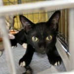 猫の譲渡会＆相談会（2025年8月16日）