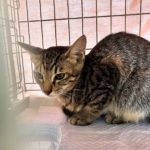 猫の譲渡会＆相談会（2025年8月16日）