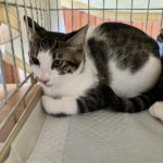 猫の譲渡会＆相談会（2025年8月16日）