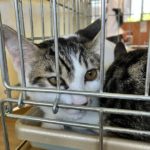 猫の譲渡会＆相談会（2025年8月16日）