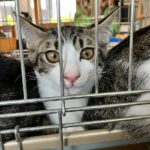 猫の譲渡会＆相談会（2025年8月16日）