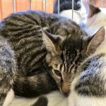 猫の譲渡会＆相談会（2025年8月16日）