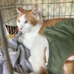 猫の譲渡会＆相談会（2025年8月16日）