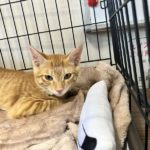 猫の譲渡会＆相談会（2025年8月16日）