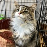 猫の譲渡会＆相談会（2025年8月16日）