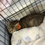 猫の譲渡会＆相談会（2025年8月16日）