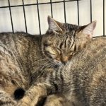 猫の譲渡会＆相談会（2025年8月16日）