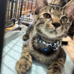 猫の譲渡会＆相談会（2025年8月16日）