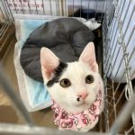 猫の譲渡会＆相談会（2025年8月16日）