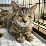 猫の譲渡会＆相談会（2025年8月16日）