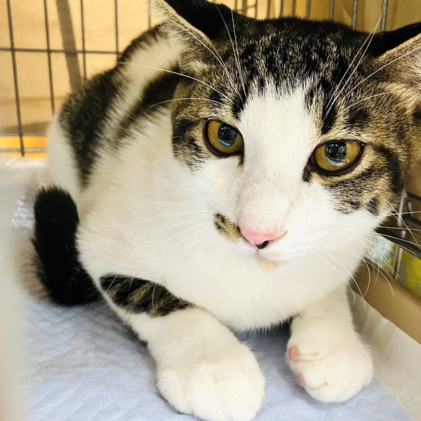 猫の譲渡会＆相談会（2025年9月20日）