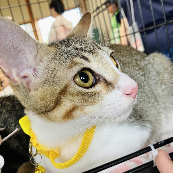 猫の譲渡会＆相談会（2025年9月20日）