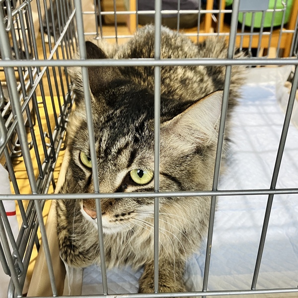 猫の譲渡会＆相談会（2025年9月20日）