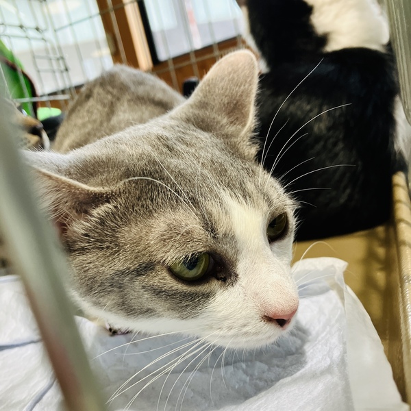 猫の譲渡会＆相談会（2025年9月20日）