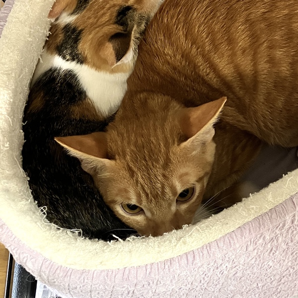 猫の譲渡会＆相談会（2025年9月20日）