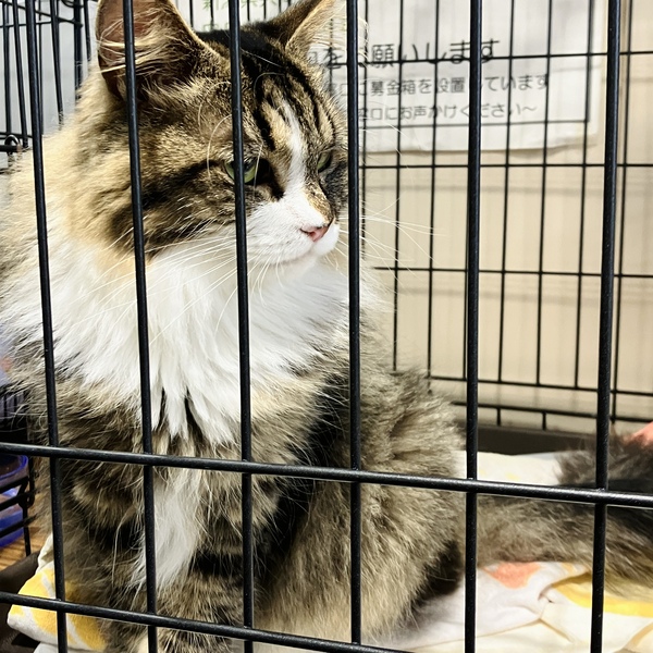 猫の譲渡会＆相談会（2025年9月20日）