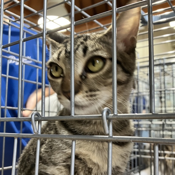 猫の譲渡会＆相談会（2025年9月20日）