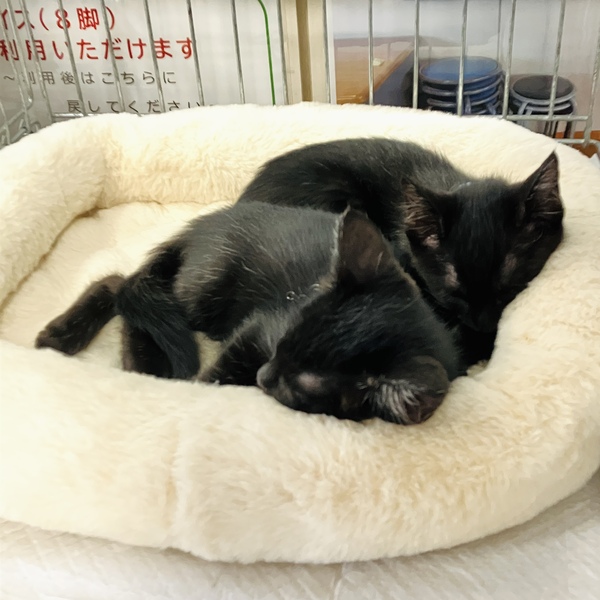 猫の譲渡会＆相談会（2025年9月20日）