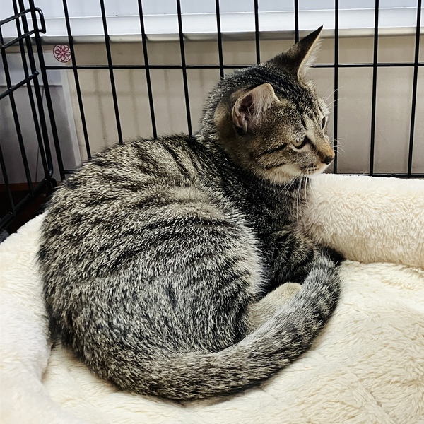 猫の譲渡会＆相談会（2025年9月20日）